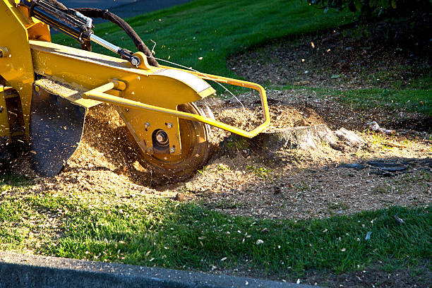 How Our Tree Care Process Works  in  Orangeburg, SC